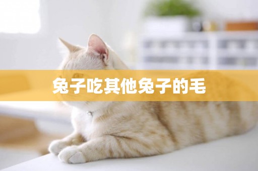 兔子吃其他兔子的毛