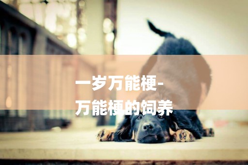 一歲萬能梗-
萬能梗的飼養