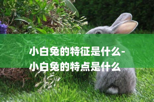小白兔的特征是什么-
小白兔的特點是什么