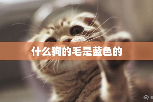什么狗的毛是藍色的