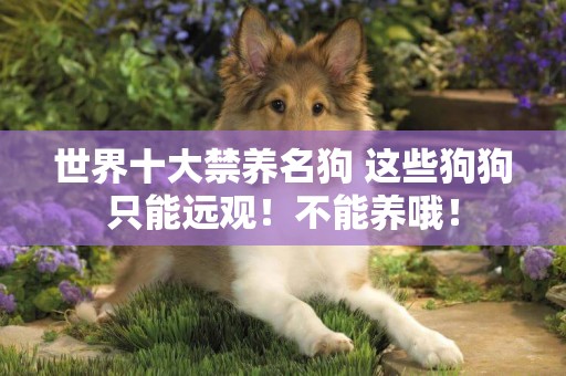 世界十大禁養名狗 這些狗狗只能遠觀！不能養哦！