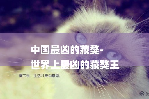 中國最兇的藏獒-
世界上最兇的藏獒王