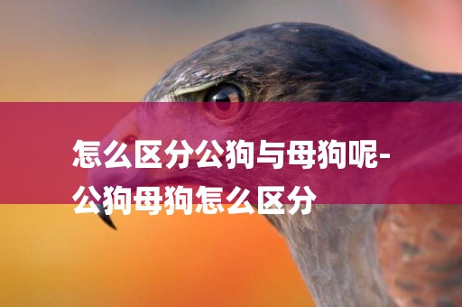怎么區分公狗與母狗呢-
公狗母狗怎么區分