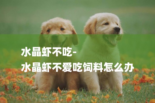 水晶蝦不吃-
水晶蝦不愛吃飼料怎么辦