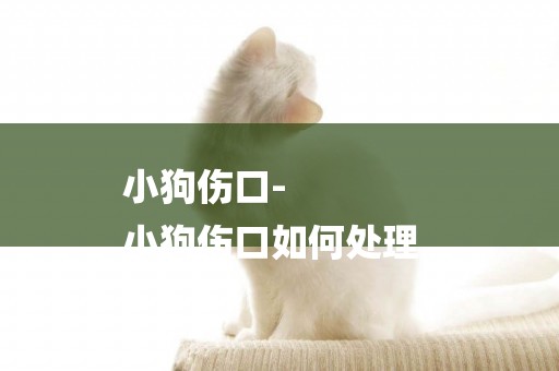 小狗傷口-
小狗傷口如何處理。