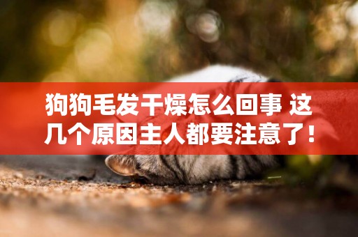 狗狗毛發干燥怎么回事 這幾個原因主人都要注意了！