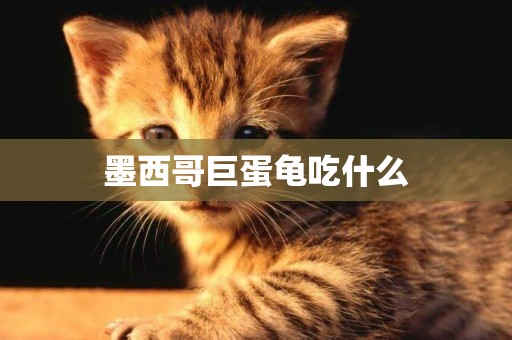 墨西哥巨蛋龜吃什么