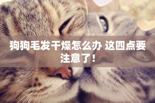 狗狗毛發干燥怎么辦 這四點要注意了! 狗狗毛發干燥怎么辦 這四點要注意了!