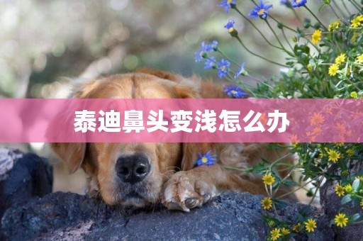 泰迪鼻頭變淺怎么辦