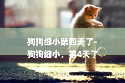 狗狗細小第四天了-
狗狗細小，第4天了