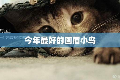 今年最好的畫眉小鳥