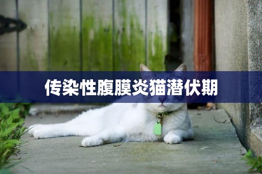 傳染性腹膜炎貓潛伏期