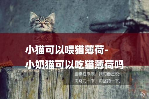 小貓可以喂貓薄荷-
小奶貓可以吃貓薄荷嗎