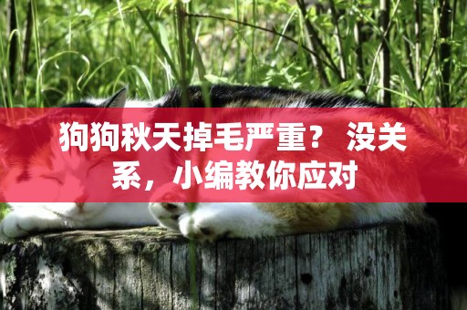 狗狗秋天掉毛嚴重？ 沒關系，小編教你應對