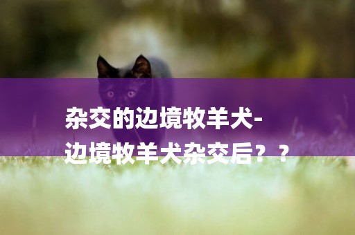 雜交的邊境牧羊犬-
邊境牧羊犬雜交后？？