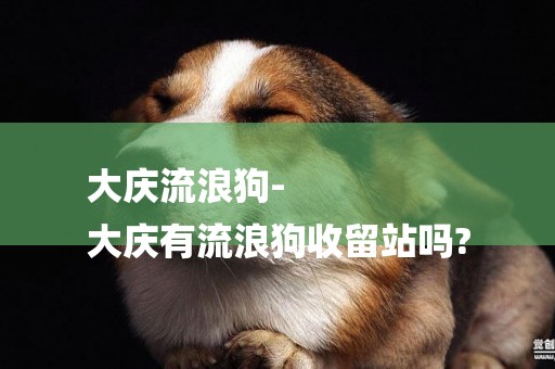 大慶流浪狗-
大慶有流浪狗收留站嗎?