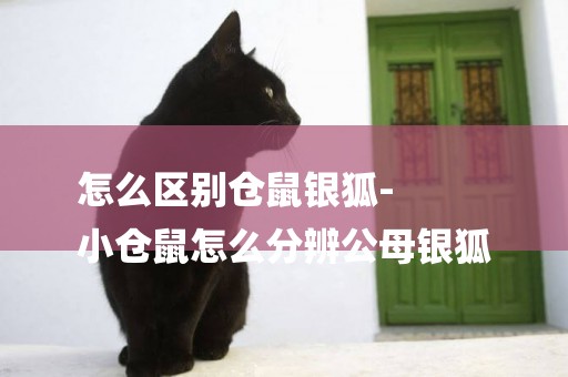怎么區別倉鼠銀狐-
小倉鼠怎么分辨公母銀狐