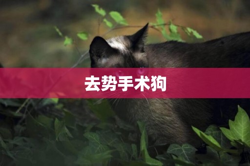 去勢手術狗