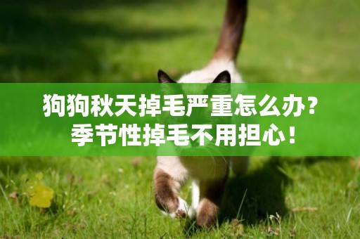 狗狗秋天掉毛嚴重怎么辦？ 季節性掉毛不用擔心！