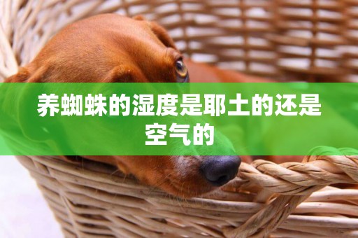 養蜘蛛的濕度是耶土的還是空氣的