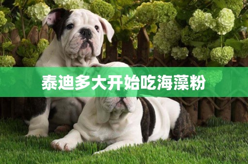 泰迪多大開始吃海藻粉