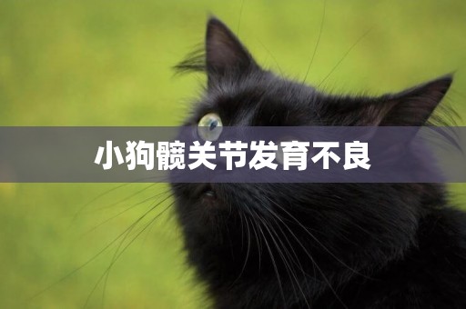 小狗髖關節發育不良