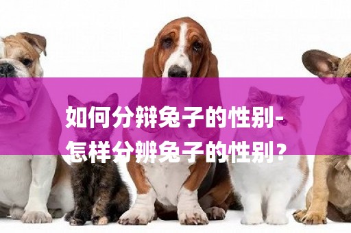 如何分辯兔子的性別-
怎樣分辨兔子的性別？