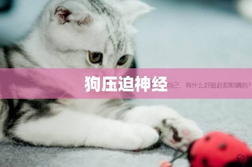 狗壓迫神經