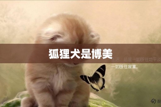 狐貍犬是博美