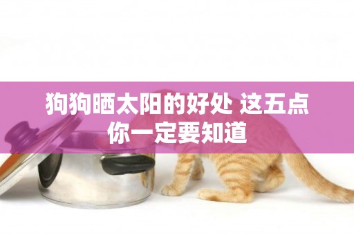 狗狗曬太陽的好處 這五點你一定要知道