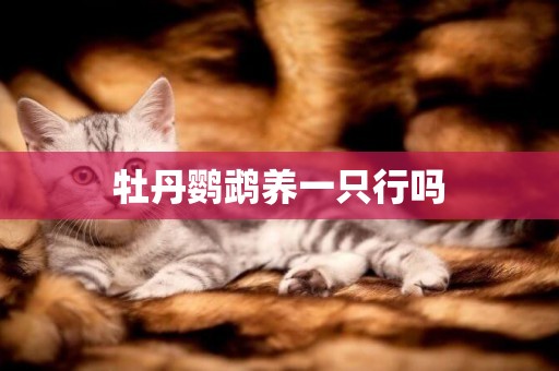 牡丹鸚鵡養一只行嗎