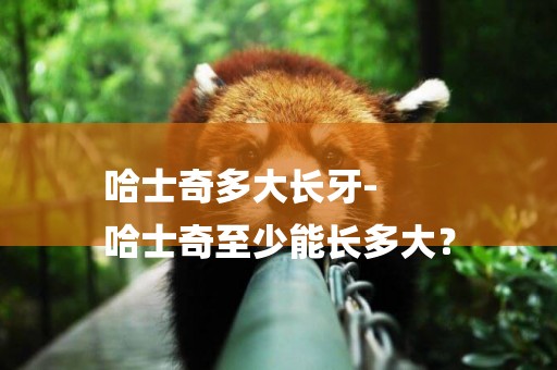 哈士奇多大長牙-
哈士奇至少能長多大？
