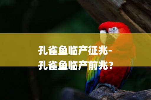 孔雀魚臨產征兆-
孔雀魚臨產前兆？