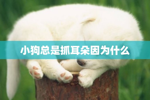 小狗總是抓耳朵因為什么