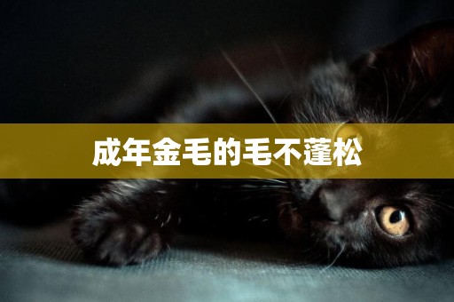 成年金毛的毛不蓬松