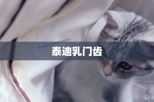 泰迪乳門齒
