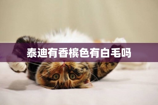 泰迪有香檳色有白毛嗎