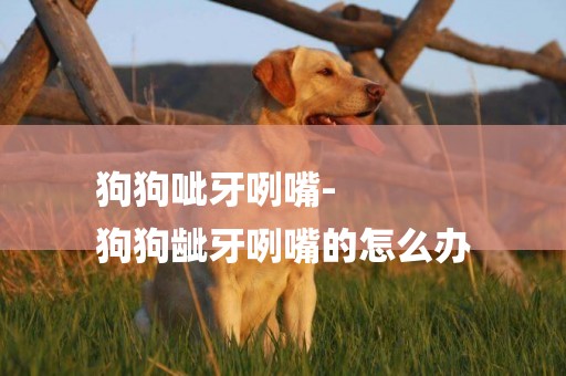 狗狗呲牙咧嘴-
狗狗齜牙咧嘴的怎么辦