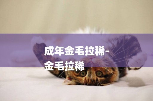 成年金毛拉稀-
金毛拉稀