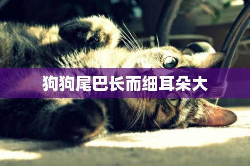 狗狗尾巴長而細耳朵大
