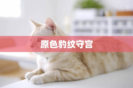 原色豹紋守宮