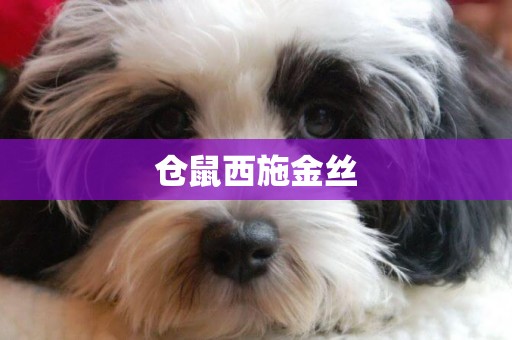 倉鼠西施金絲