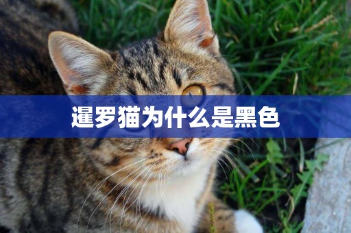 暹羅貓為什么是黑色