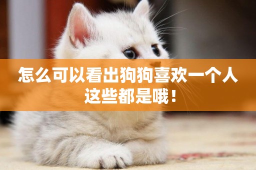 怎么可以看出狗狗喜歡一個人 這些都是哦！