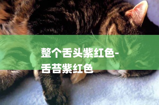 整個舌頭紫紅色-
舌苔紫紅色