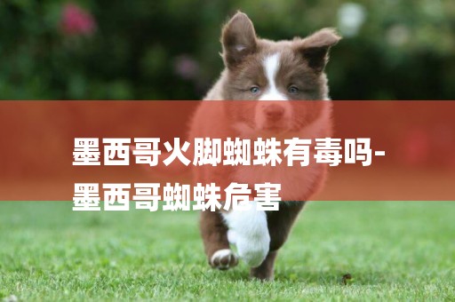 墨西哥火腳蜘蛛有毒嗎-
墨西哥蜘蛛危害