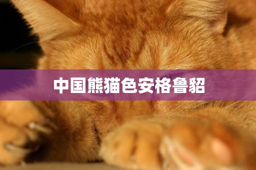 中國熊貓色安格魯貂
