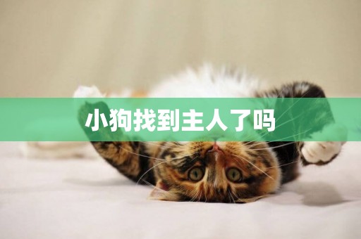 小狗找到主人了嗎