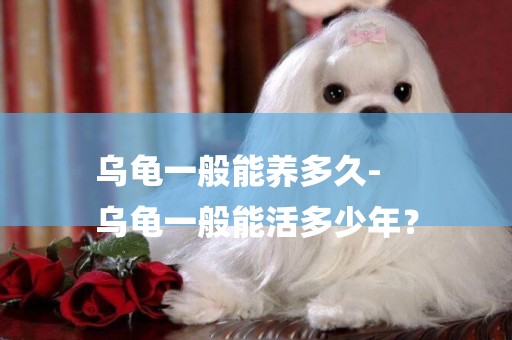 烏龜一般能養多久-
烏龜一般能活多少年？