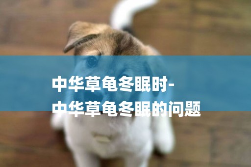 中華草龜冬眠時-
中華草龜冬眠的問題